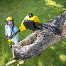 Best Hazardous Tree Removal  in Shoreacres, TX