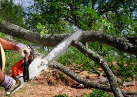 Best Storm Damage Tree Cleanup  in Shoreacres, TX