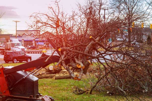 How Our Tree Care Process Works  in  Shoreacres, TX