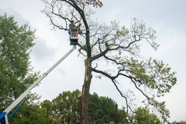 Best Tree Trimming and Pruning  in Shoreacres, TX