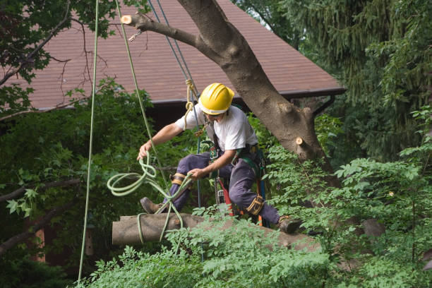 Best Tree and Shrub Care  in Shoreacres, TX