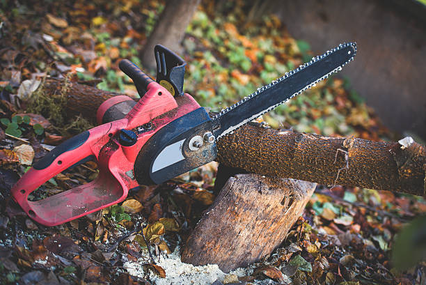 Leaf Removal in Shoreacres, TX