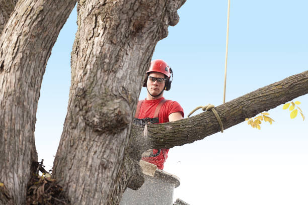 Best Hedge Trimming  in Shoreacres, TX