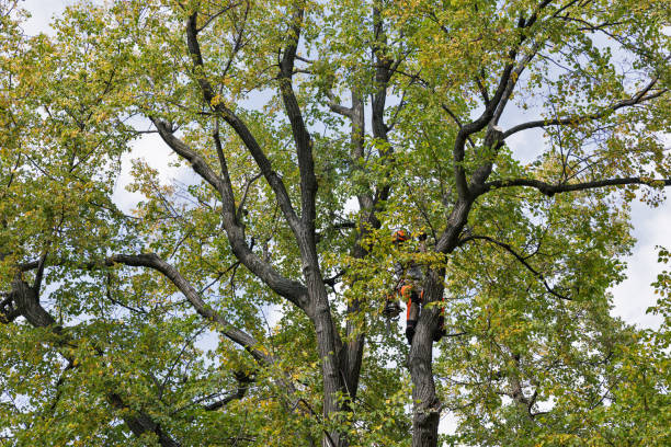 Best Emergency Tree Removal  in Shoreacres, TX